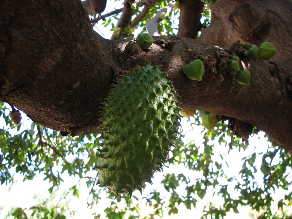 Soursop Season in Fiji - Best Time