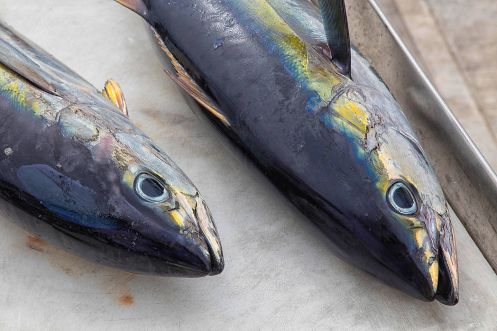 Tuna Fishing Season in Fiji - Best Time