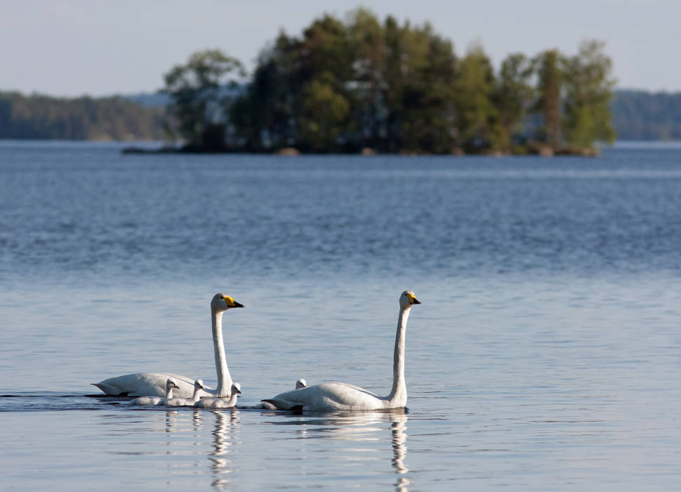 Whooper Swans in Lakeland