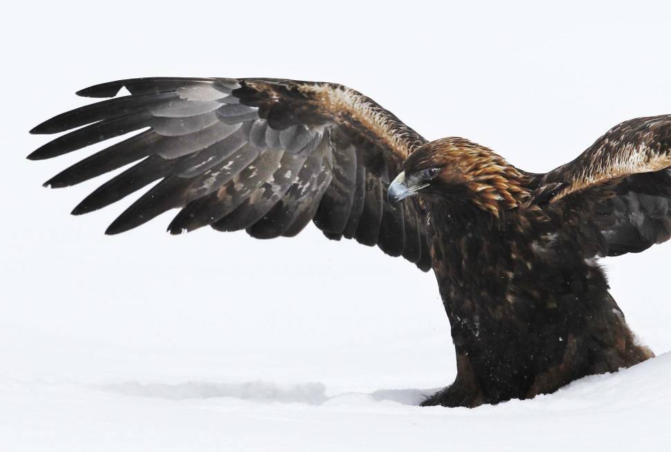 Hawk
