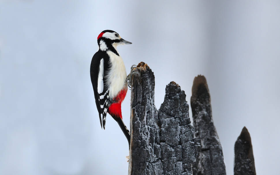 Great Spotted Woodpecker