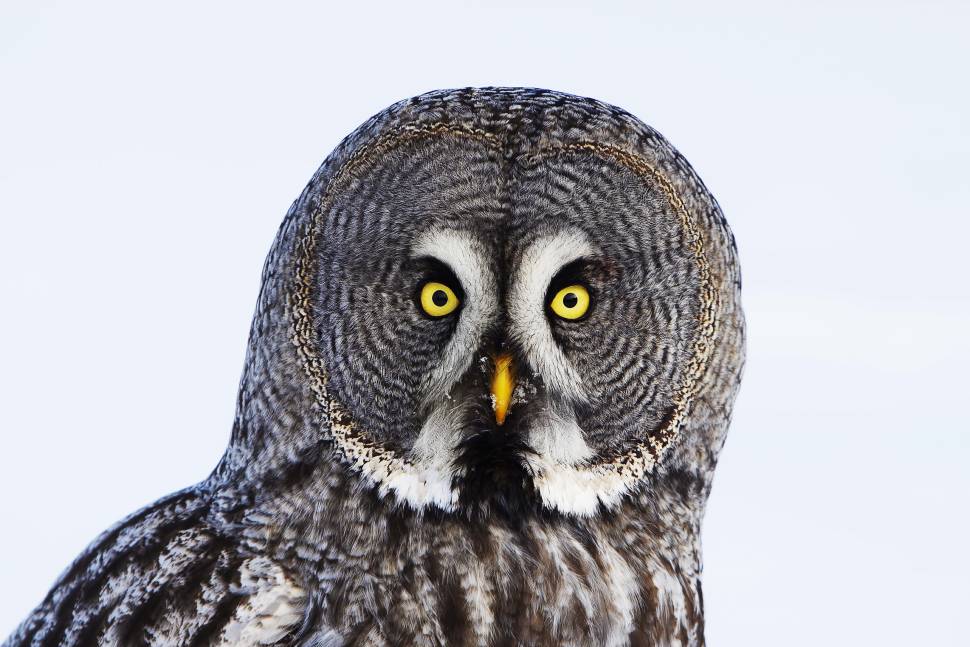 Birdwatching in Finland - Best Time