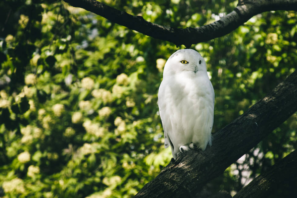 Snowy Owl