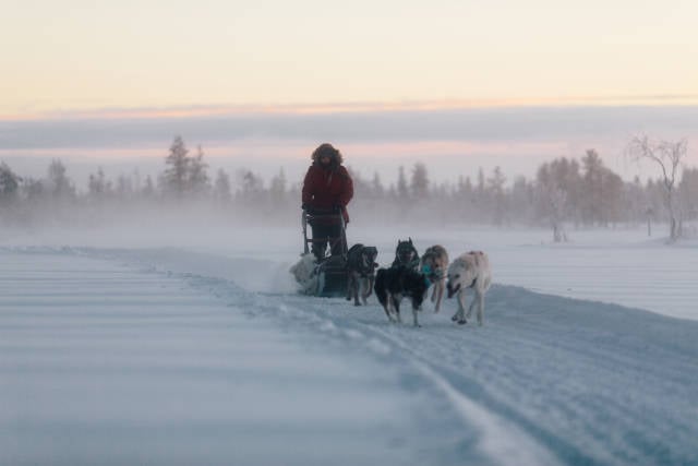 Best time to see Dog Sledding in Finland