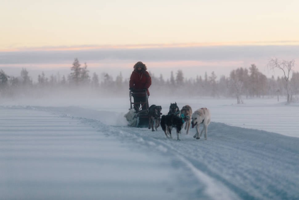 Best time to see Dog Sledding in Finland