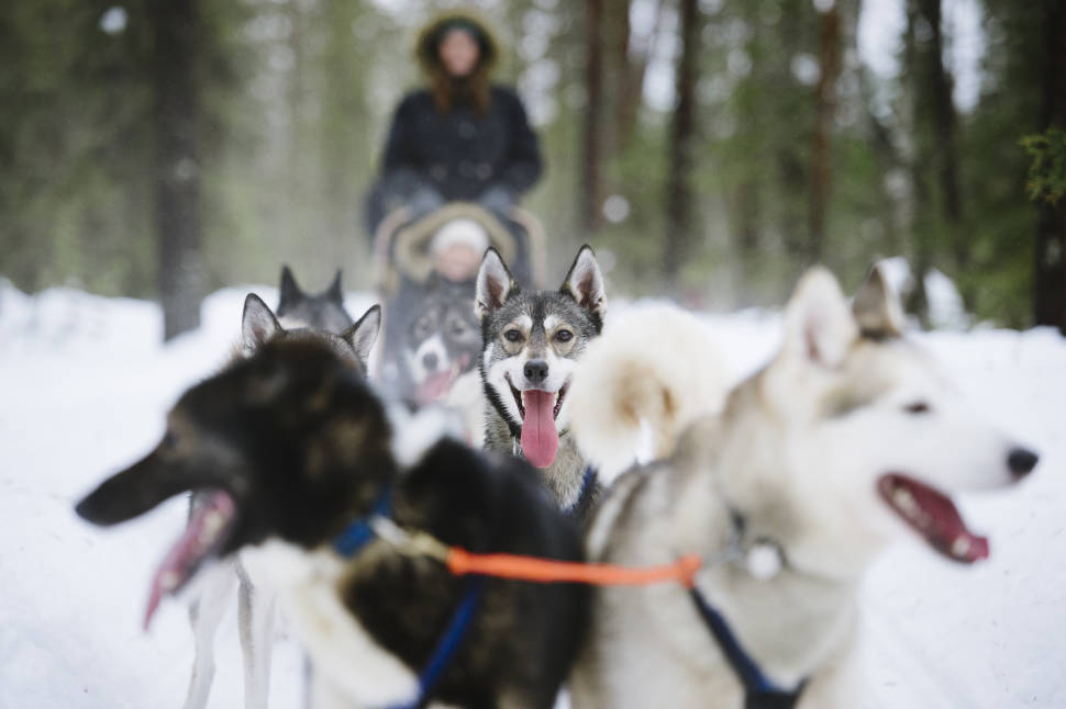 Dog Sledding in Finland - Best Season