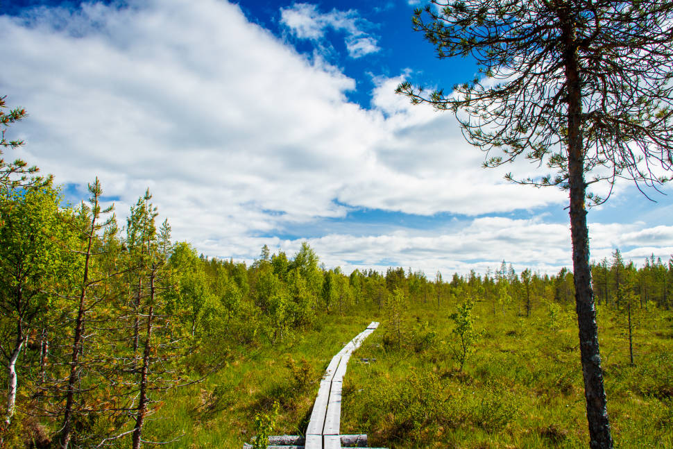 Hiking in Karhunkierros (Bear Trail)