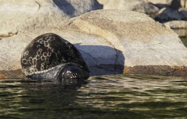 Saimaa ringed seal