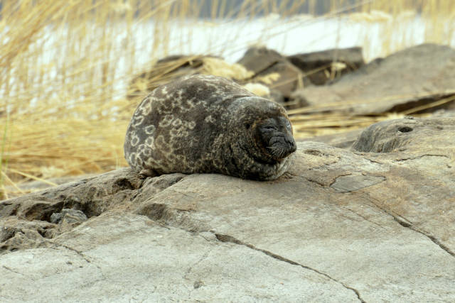 Seal Safari in Finland - Best Time