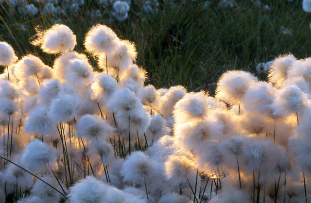 Cottongrass. Summer flowers in Lapland