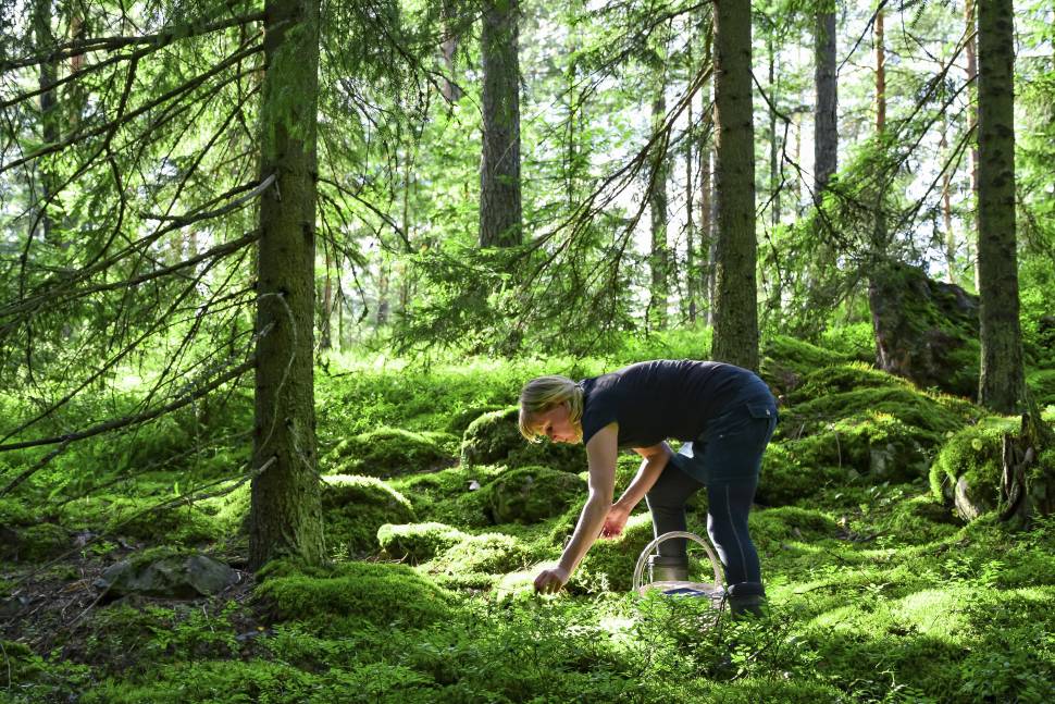 Wild Berry Season in Finland - Best Season