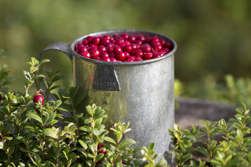 Lingonberries