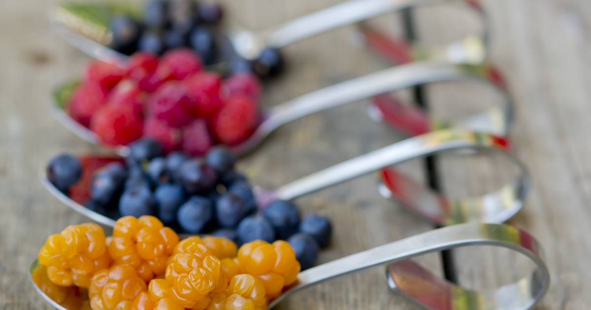 Wild Berry Season in Finland - Best Time