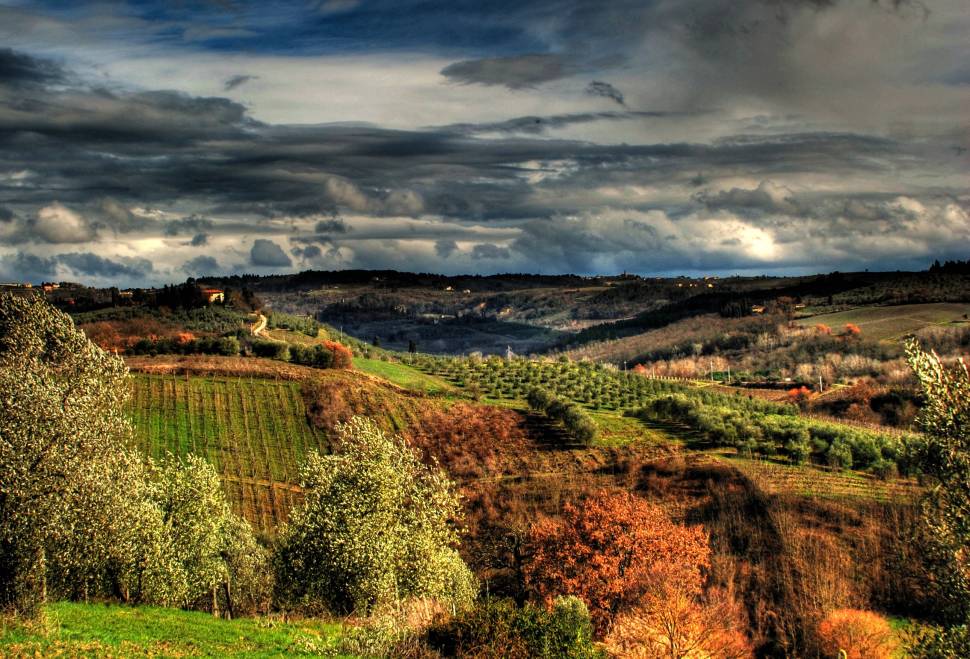 Grape Harvest in Florence - Best Season
