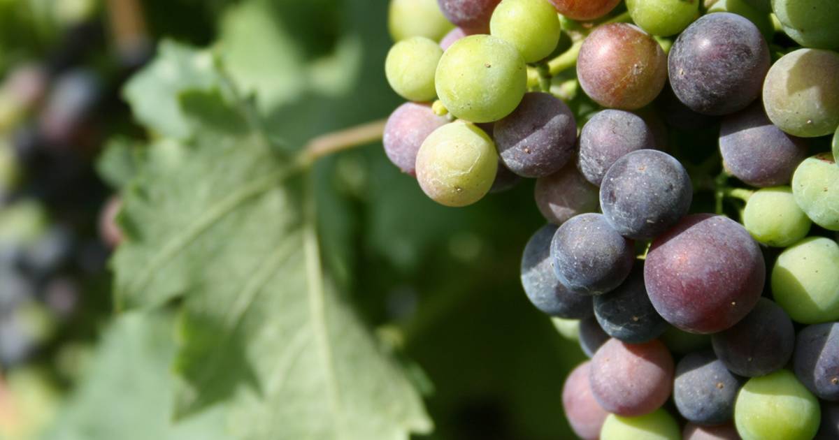 Grape Harvest in Florence - Best Time