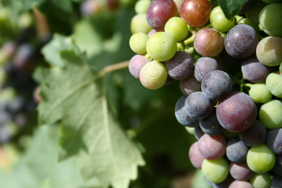 Grape Harvest in Florence - Best Time