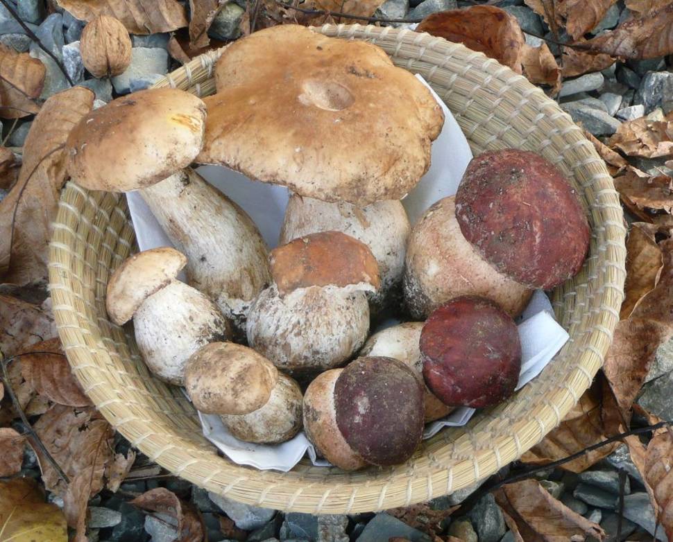 Best time for Porcini Season in Florence