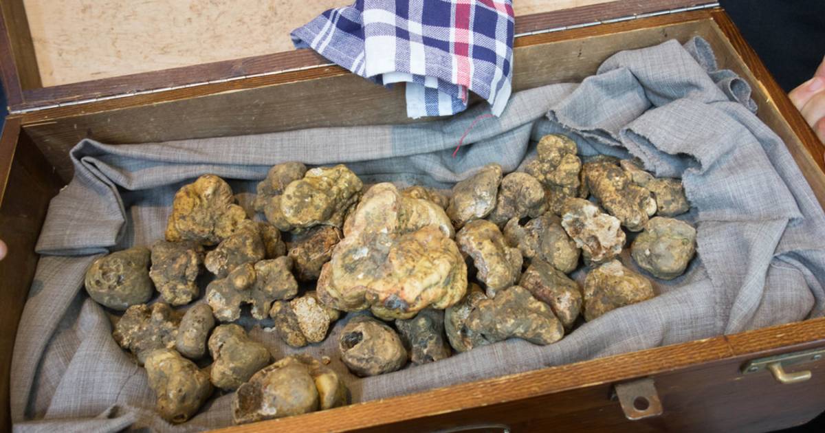 Season of White Truffles in Florence - Best Time
