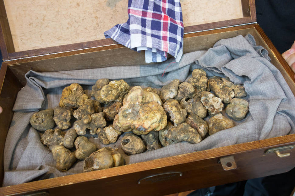 Season of White Truffles in Florence - Best Time