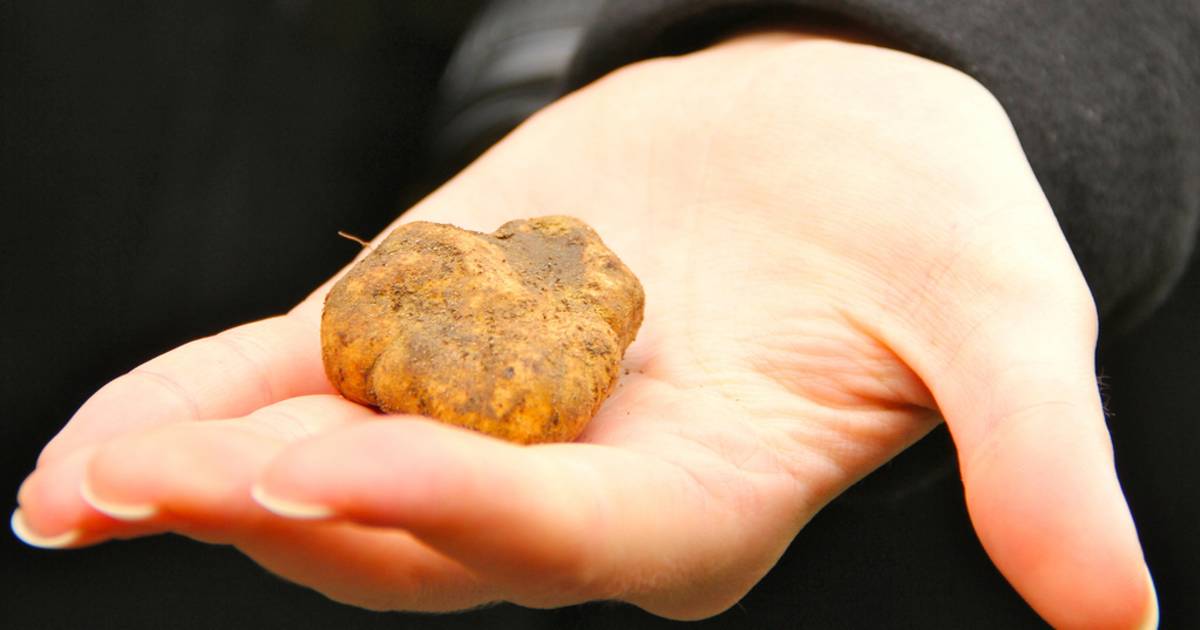 Truffle Hunting in Florence - Best Time