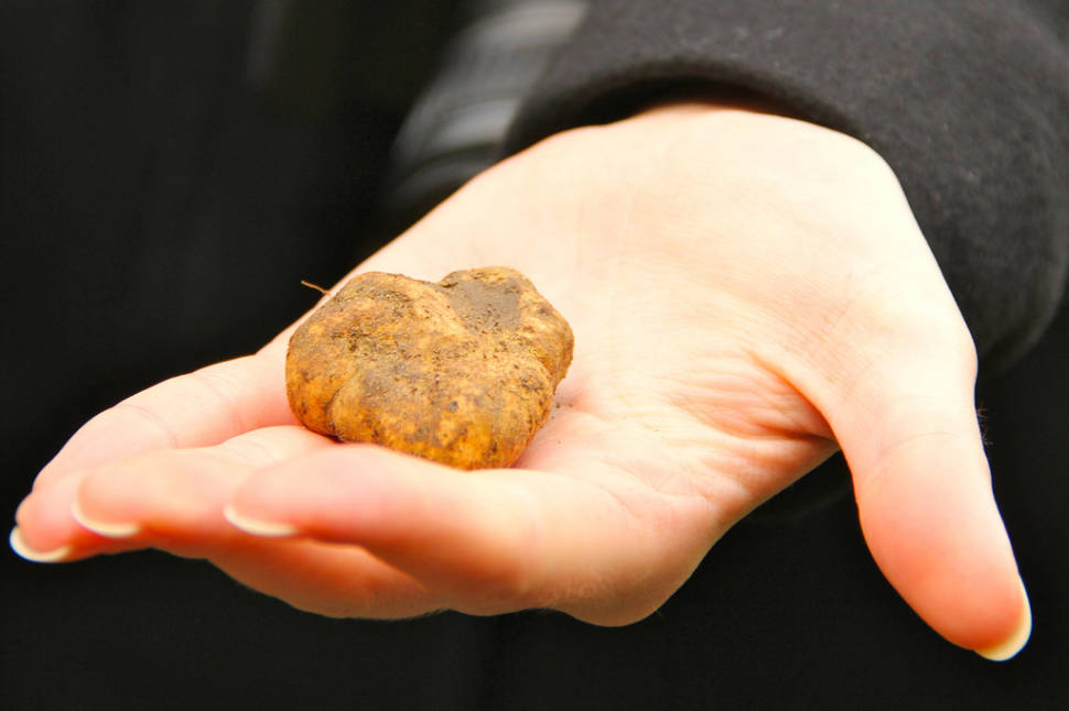 Truffle Hunting in Florence - Best Time