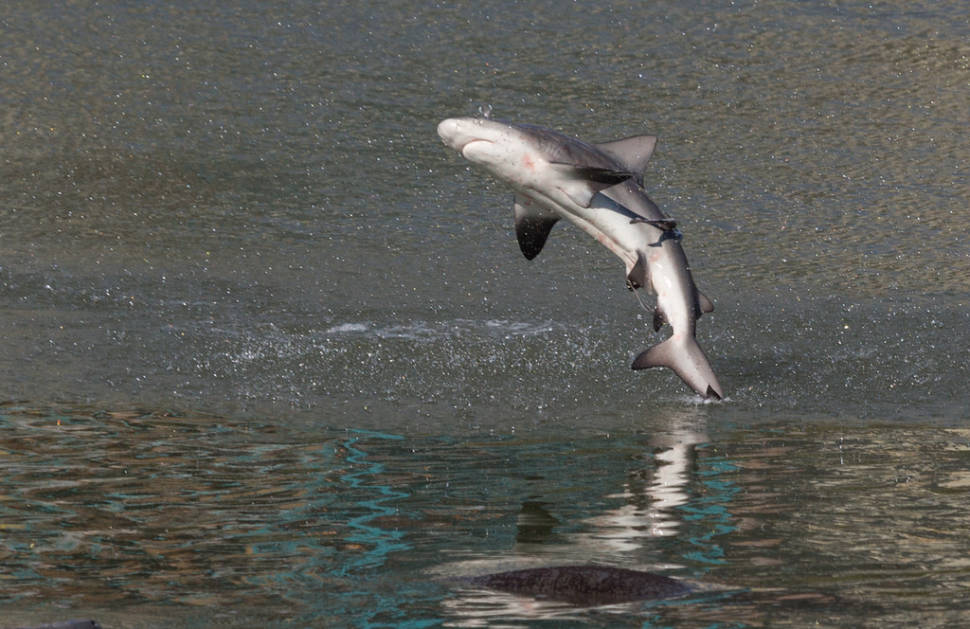 Spinner shark jump