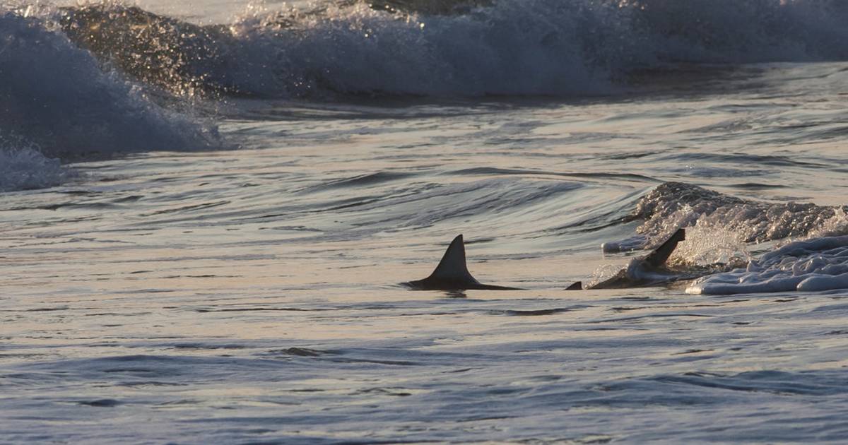 Blacktip and Spinner Sharks in Florida - Best Time