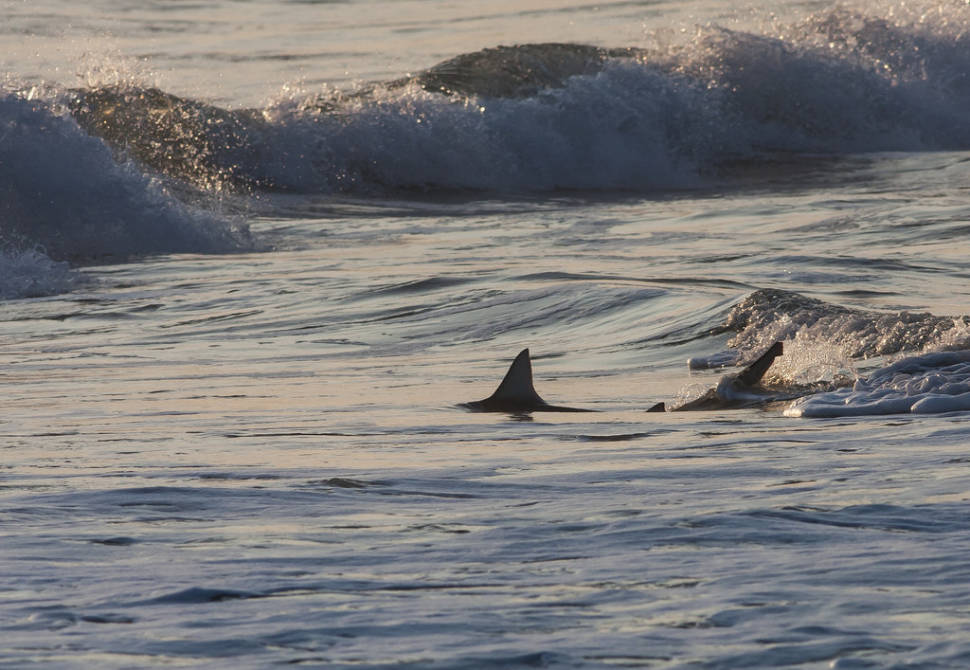 Blacktip and Spinner Sharks in Florida - Best Time