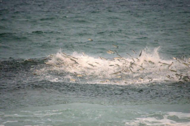 Mullet Migration in Florida - Best Time