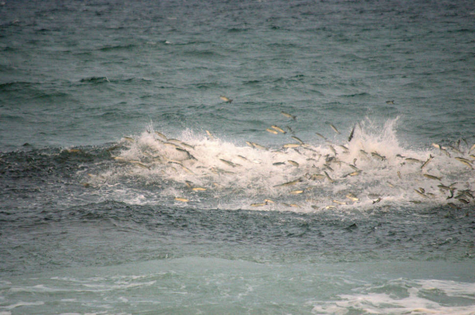 Mullet Migration in Florida - Best Time