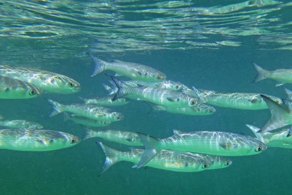 Mullet Migration in Florida - Best Season
