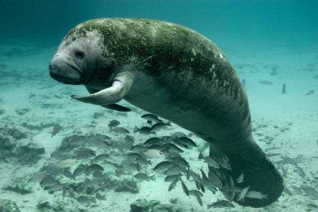 Swimming with Manatees in Florida - Best Season