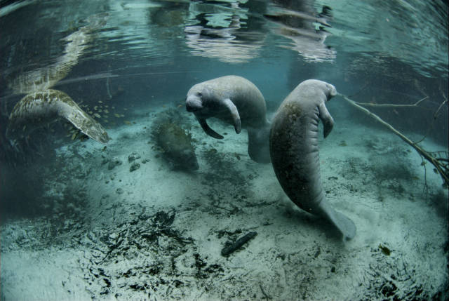 Best time for Swimming with Manatees in Florida