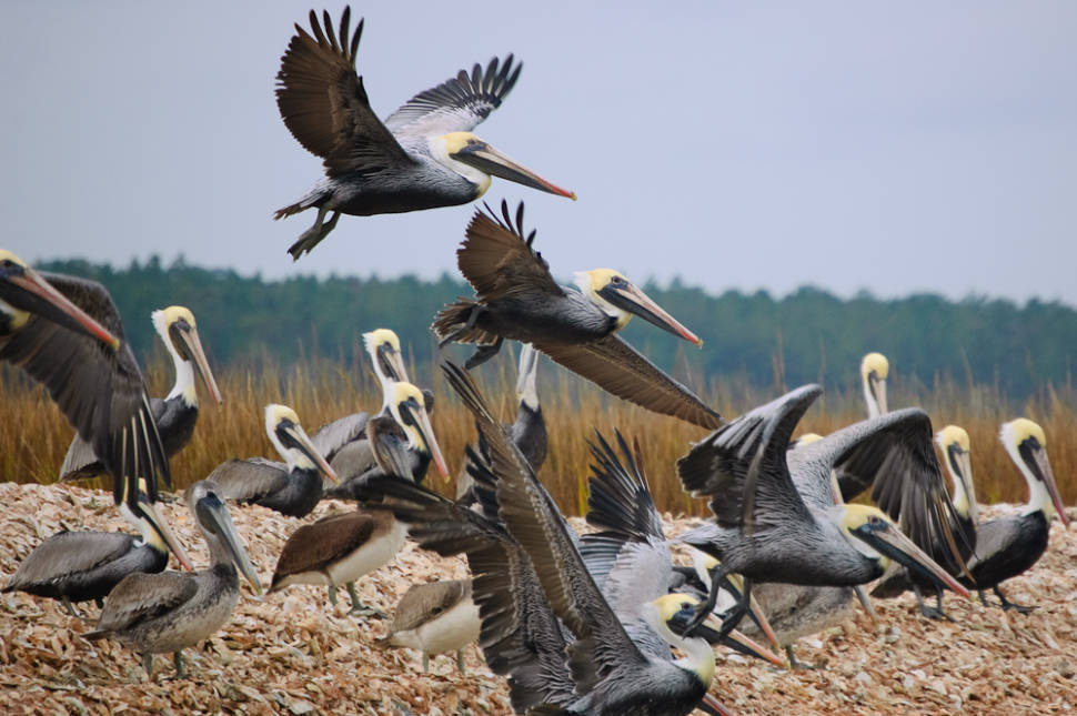 Brown pelicans