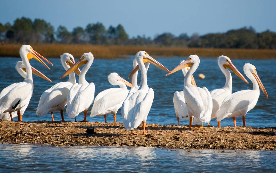 White Pelicans in Florida - Best Season