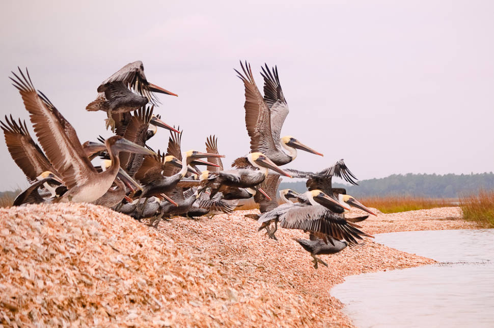 Brown pelicans
