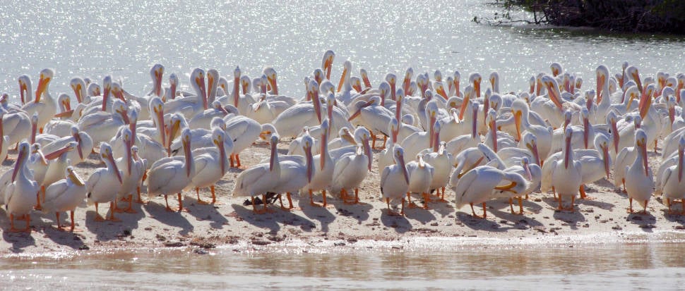 White Pelicans in Everglades National Wildlife Refuge