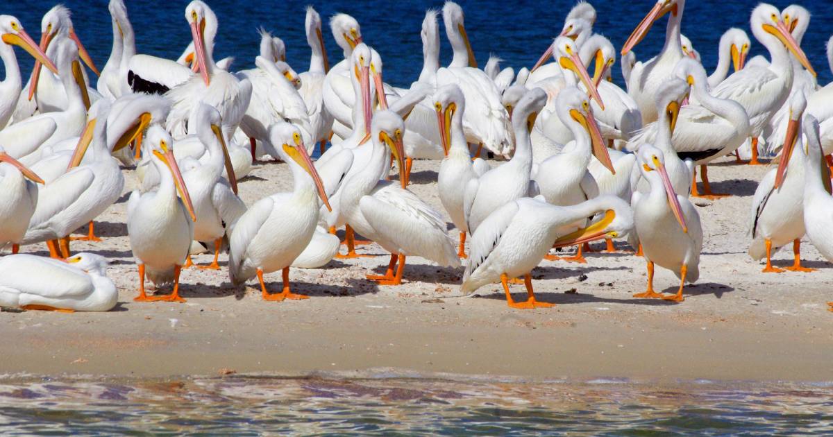 White Pelicans in Florida - Best Time
