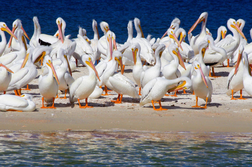 White Pelicans in Florida - Best Time