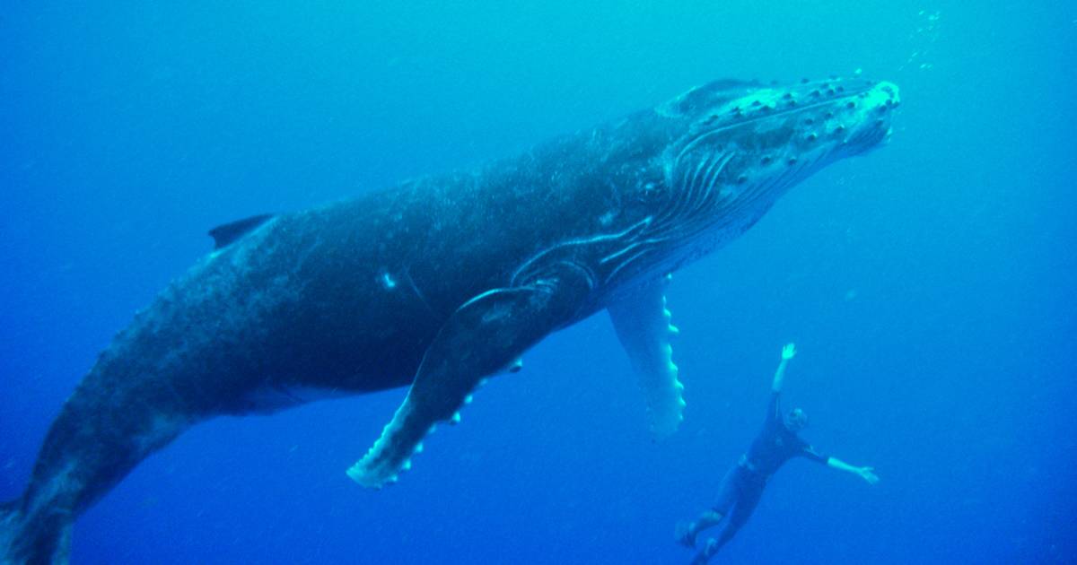 Humpback Whales in French Polynesia - Best Time