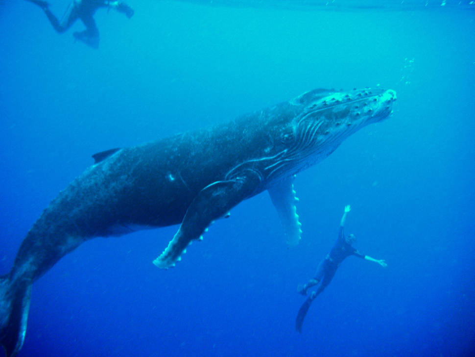 Humpback Whales in French Polynesia - Best Time