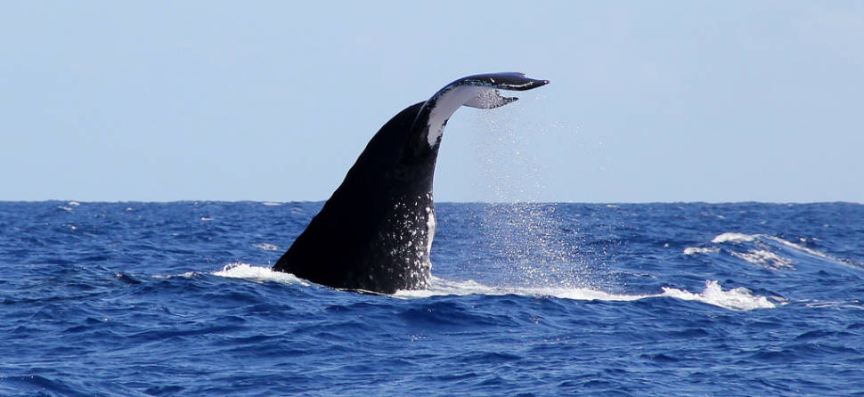 Humpback Whales in French Polynesia - Best Season