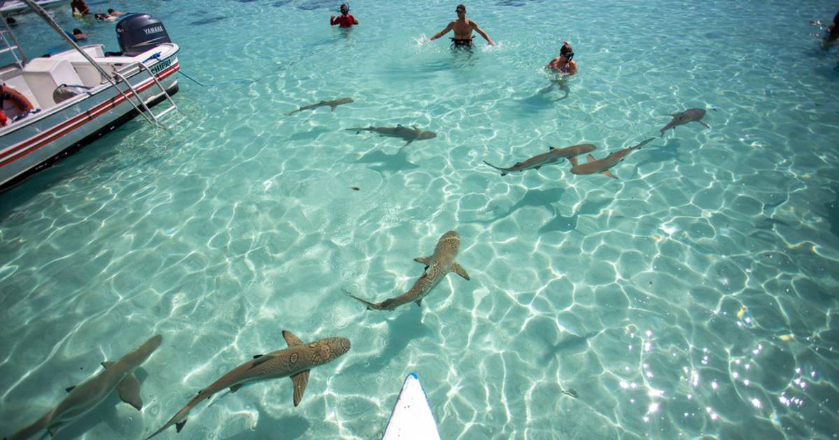 Shark Watching and Feeding in French Polynesia - Best Time