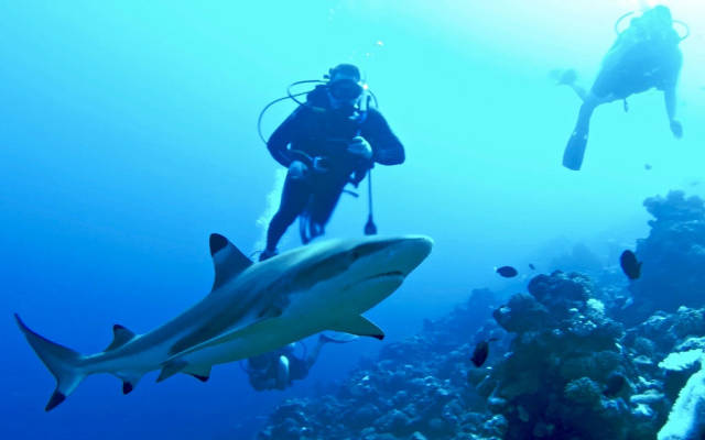 Wall of Sharks in French Polynesia - Best Season