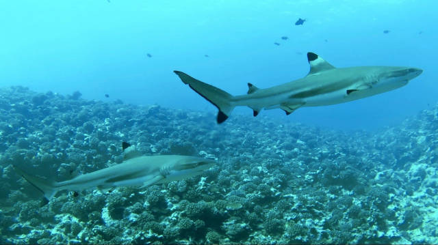 Best time for Wall of Sharks in French Polynesia