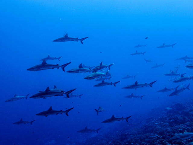 Wall of Sharks in French Polynesia - Best Time