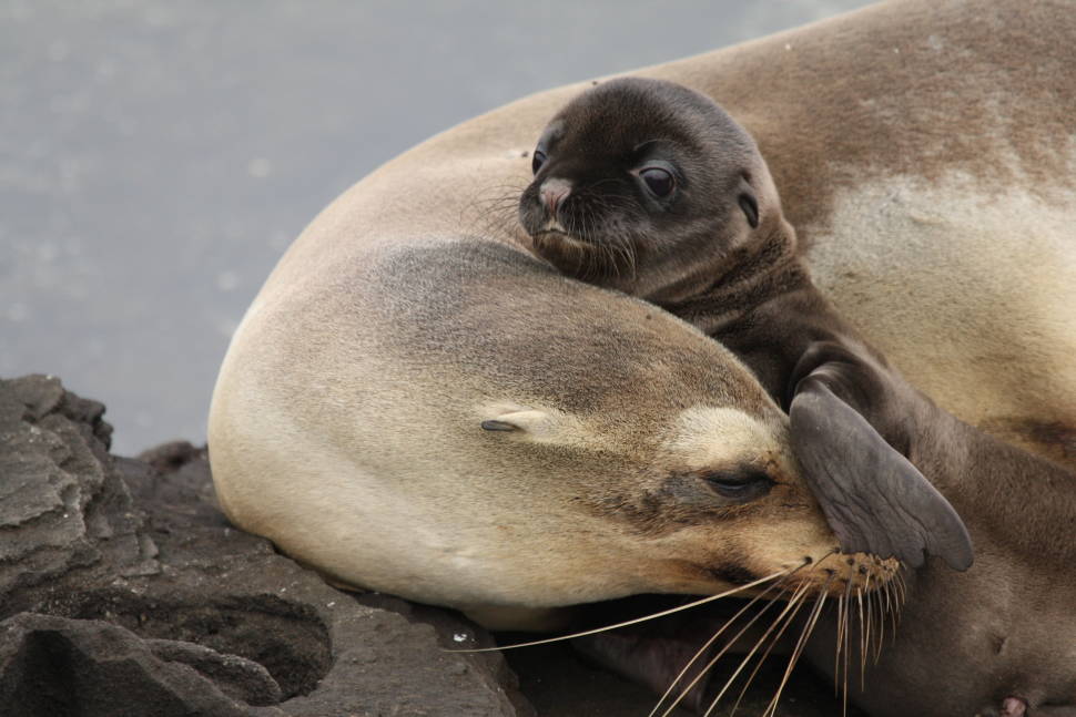 Sea Lion Baby and Mom