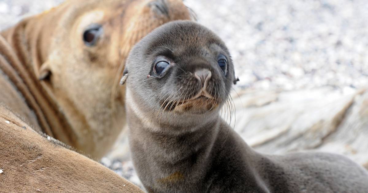 Baby Sea Lions in Galapagos Islands - Best Time