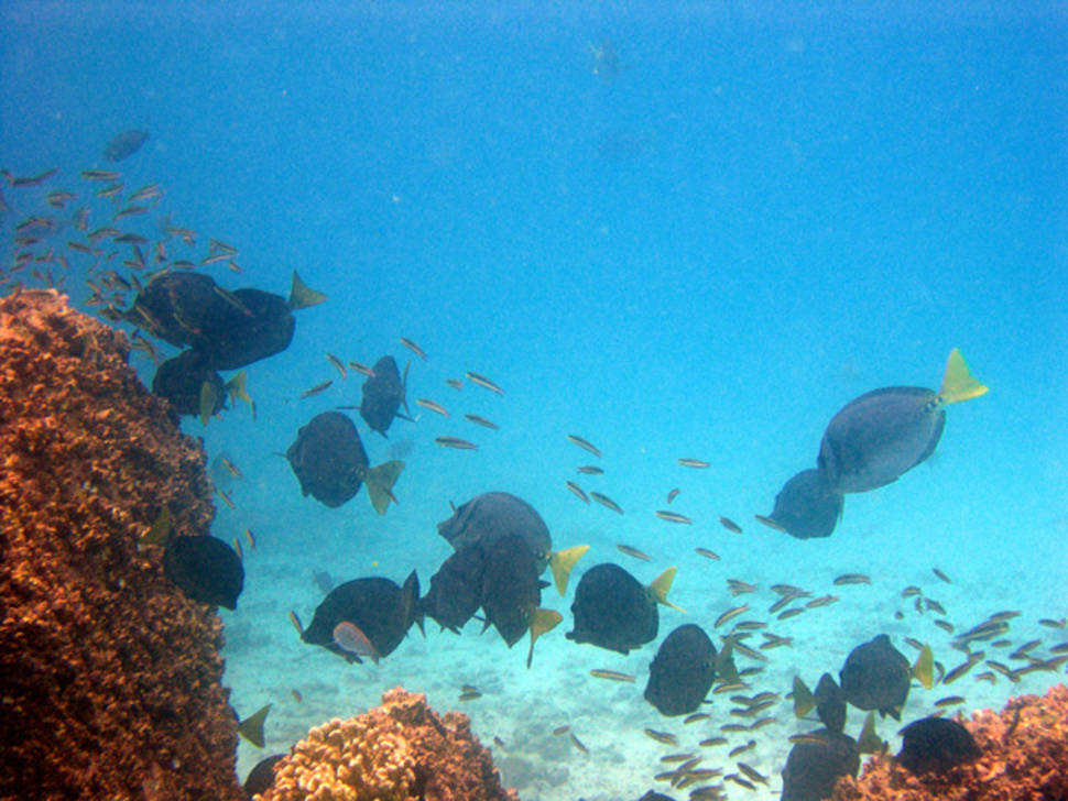Best time for Best Diving Experience in Galapagos Islands