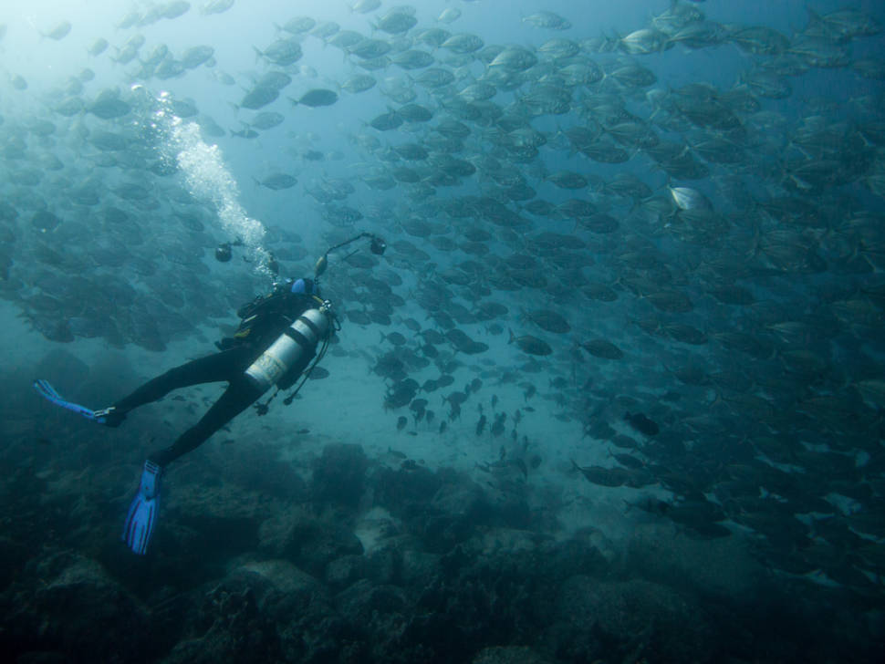 Best Diving Experience in Galapagos Islands - Best Time